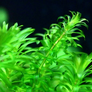 아나카리스(3촉) - 후경수초 검정말 녹색잎 초보자용 빠른성장